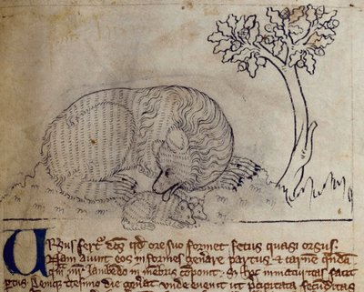 CCA-LitMs / D / 10 fol. 3r Bear, from Bestiarydani af English School