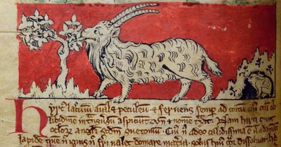 CCA-LitMs / D / 10 fol. 8v Goat, from Bestiarydani af English School