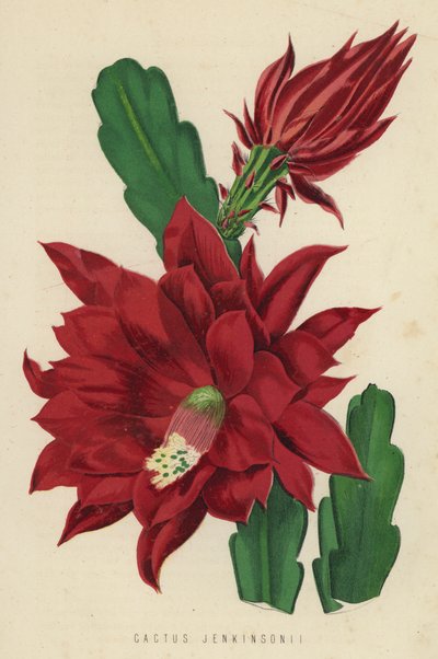 Kaktus Jenkinsonii af English School