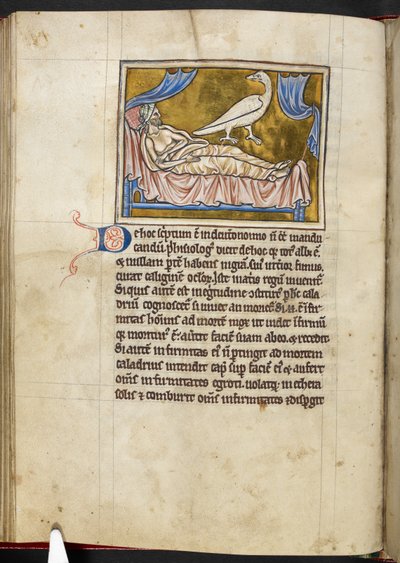 Caladrius fugl - Bestiarium, Royal MS 12 C XIX, f.47v af English School