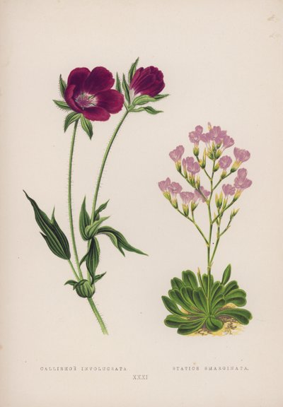 Callirhoe Involucrata; Statice Emarginata (farve litho) af English School