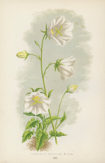 Campanula Carpatica B Hvid (farve litho) af English School