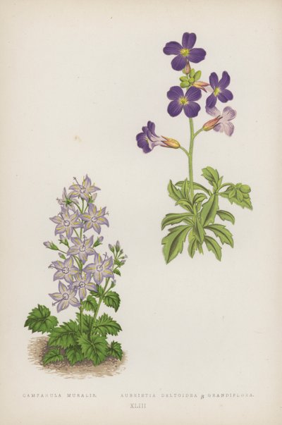 Campanula Muralis; Aubrietia Deltoidea B Grandiflora (farve litho) af English School