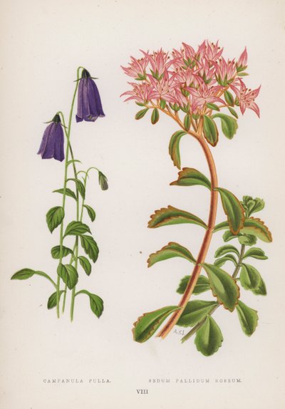 Bell Kylling; Sedum Pallidum Roseum (farve litho) af English School