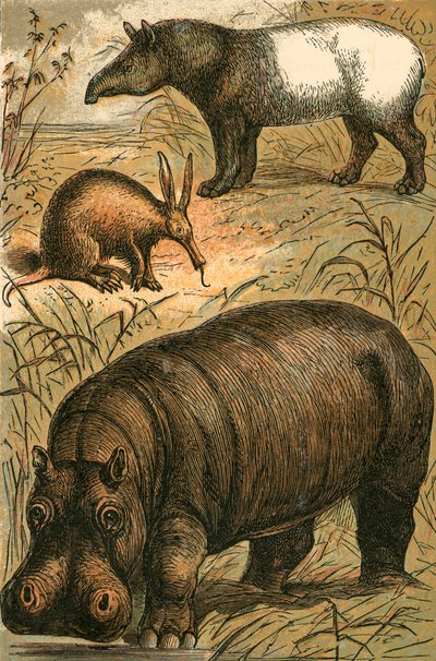 Kapmyresluger, malaysisk tapir og flodhest af English School