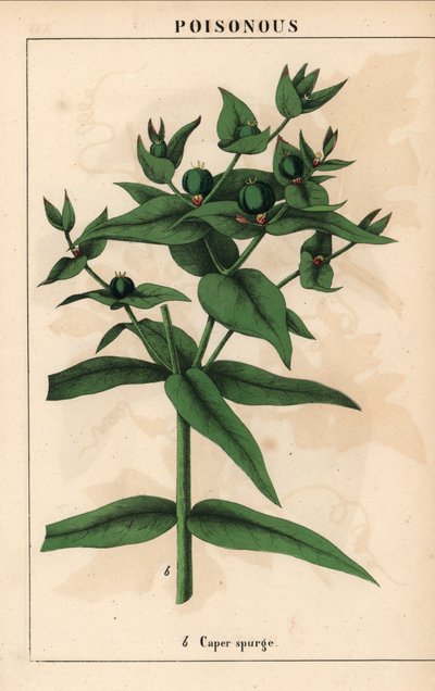 Kapers spurge med grønne frø, Euphorbia lathyris   , fra "The Instructive Picturebook, or Lessons from the Vegetable World," [Charlotte Mary Yonge], Edinburgh af English School
