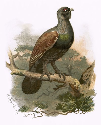 Capercailzie af English School
