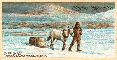 Kaptajn Oates træner en sibirisk pony (chromolitho) af English School