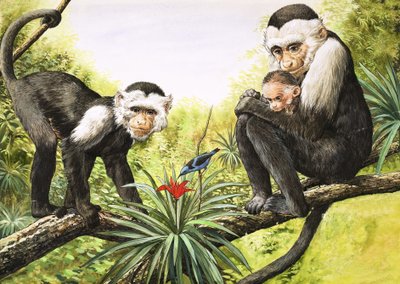 Kapucineraber, illustration fra 