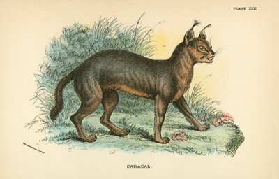 Caracal af English School