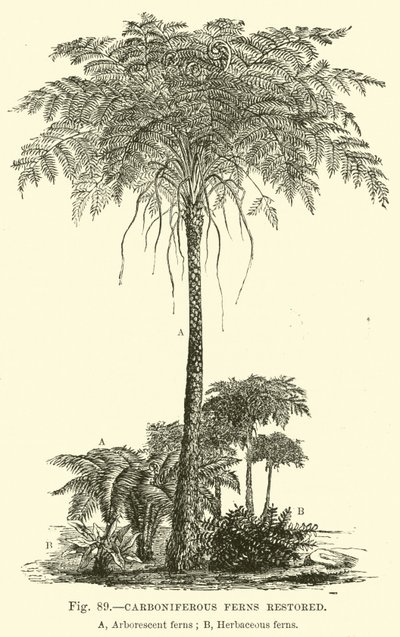 Carboniferous Ferns restored  af English School