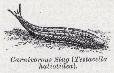 Kødædende snegl, Testacella haliotidea (litho) af English School