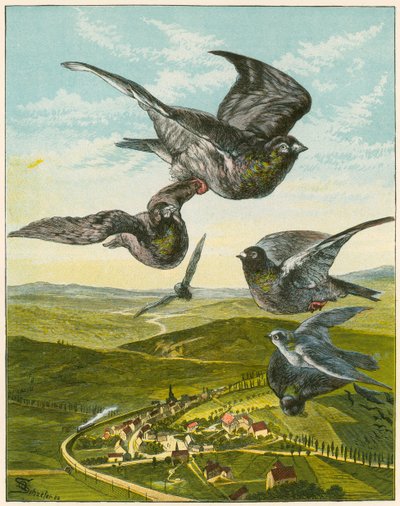 Brevduer af English School