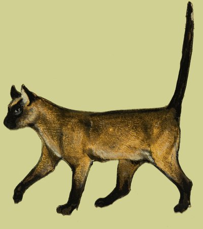 Kat af English School