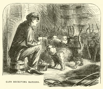 Katzen erhalten Rationen von English School