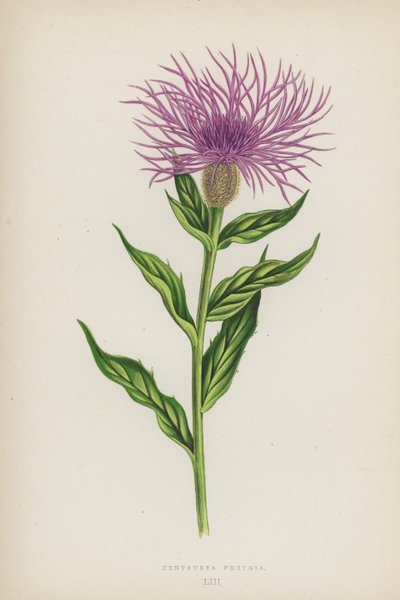 Centaurea Phrygia (farvelitografi) af English School