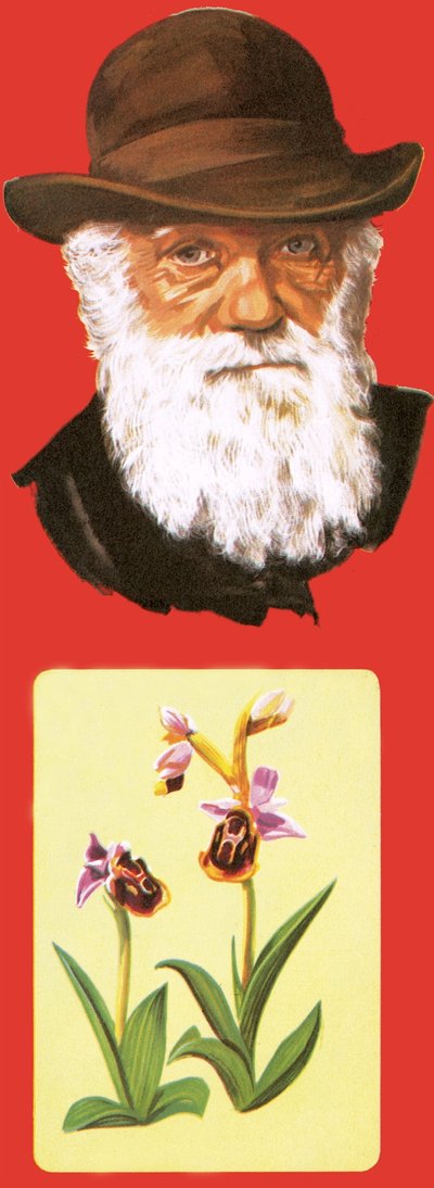 Charles Darwin af English School