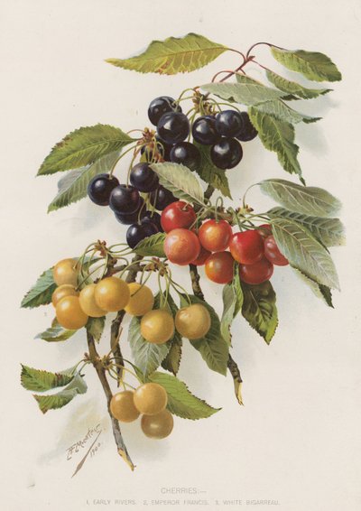 Kirsebær af English School