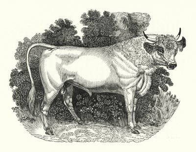 Chillingham Cattle (gravering) af English School