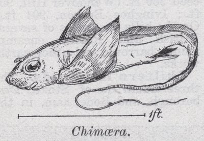 Chimaera (litho) af English School