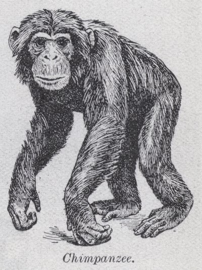 Chimpanse (litho) af English School