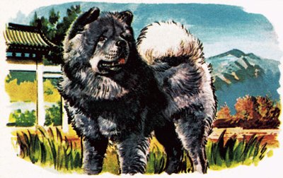 Chow-Chow af English School