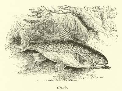 Chub af English School