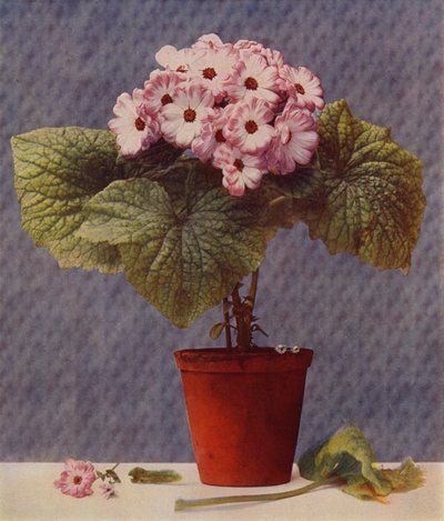 Cineraria (fotogravure) af English School