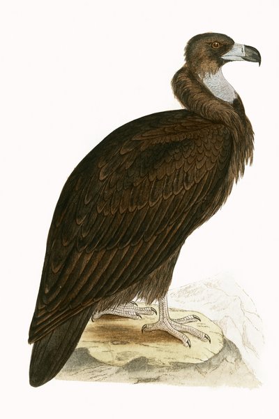 Cinereous Vulture, illustration fra 
