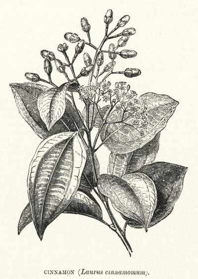 Kanel, Laurus cinnamomum (gravering) af English School