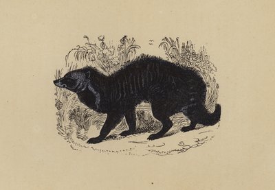 Civet (farvelitografi) af English School