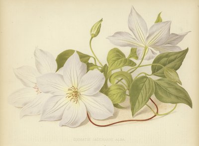 Klematis Jackmanii Alba af English School