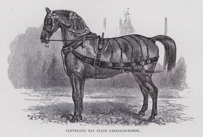 Cleveland Bay State Carriage-Horse (gravering) af English School
