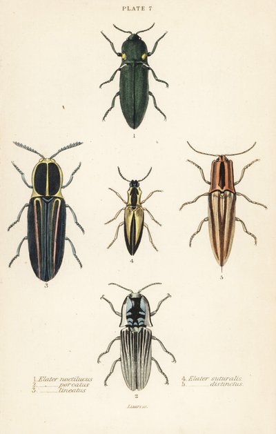 Klikbille: Forlygte elater, Pyrophorus noctilucus 1, Chalcolepidius porcatus 2, foret klikbille, Agriotes lineatus 3, Elater suturalis 4 og Semiotus distinctus 5 af English School
