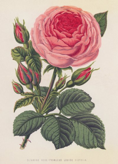 Klatrerose, prinsesse Louise Victoria (farve litho) af English School