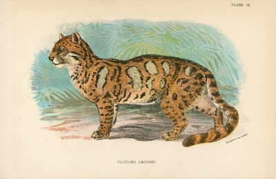 Skyet leopard af English School