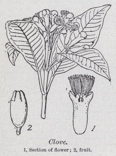 nellike (litho) af English School