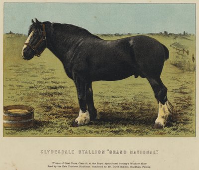 Clydesdale Stallion "Grand National" (farve litho) af English School