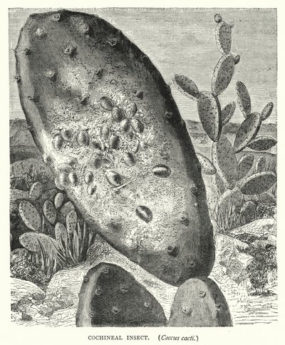 Cochineal Insekt, Coccus kaktus (gravering) af English School