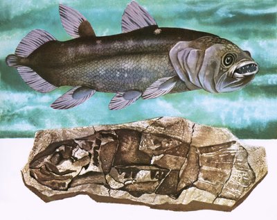 Coelacanth og dens fossil af English School