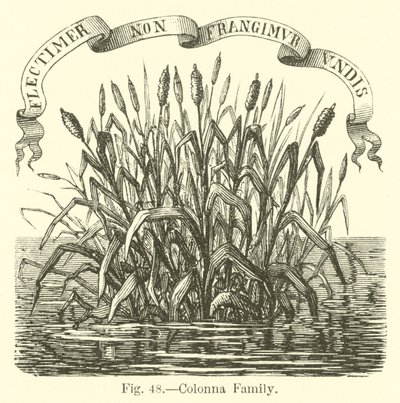 Colonna familie af English School