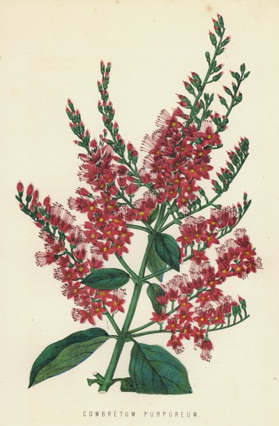 Combretum Purpureum af English School