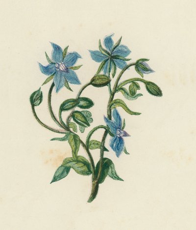 Almindelig borage, Borago Officinalis (farve litho) af English School