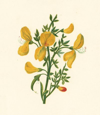 Almindelig kost, Cytisus Scoparius (farve litho) af English School