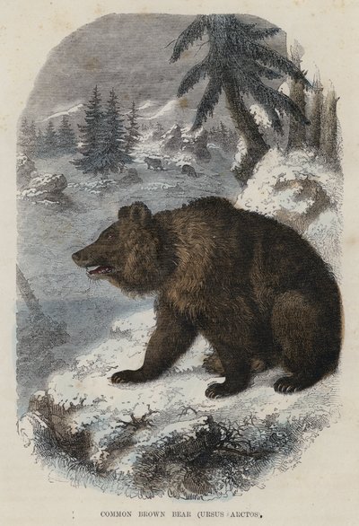 Almindelig brunbjørn, Ursus Arctos (farvet gravering) af English School