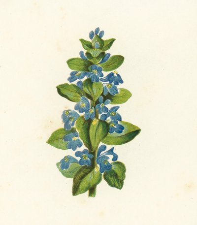 Almindelig bugle, Ajuga Reptans (farvelitografi) af English School