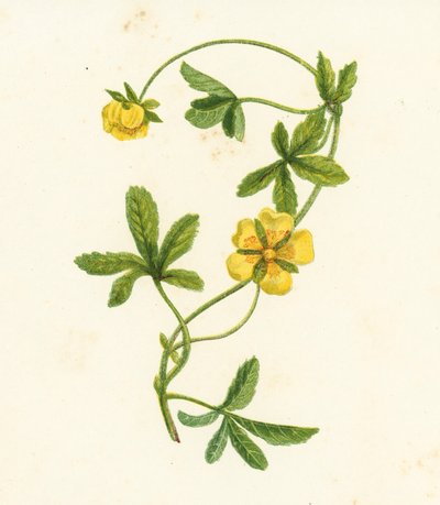 Almindelig krybende kællingetand, Potentilla Reptans (farvelitografi) af English School