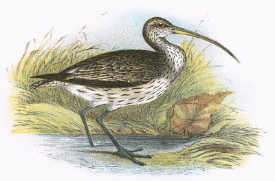 Almindelig Curlew af English School