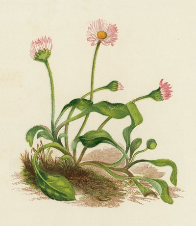 Almindelig tusindfryd, Bellis Perennis (farvelitografi) af English School