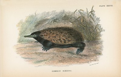 Almindelig Echidna af English School